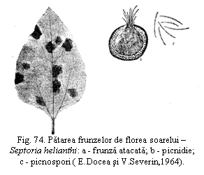 Text Box:  
Fig. 74. Patarea frunzelor de florea soarelui -Septoria helianthi: a - frunza atacata; b - picnidie;        c - picnospori ( E.Docea si V.Severin,1964).


