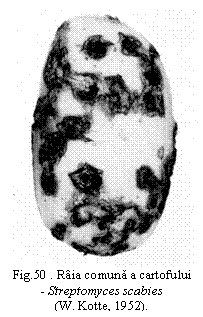 Text Box:  
Fig.50 . Raia comuna a cartofului - Streptomyces scabies          
(W. Kotte, 1952).
