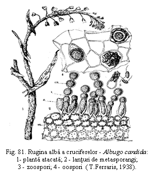 Text Box: 
Fig. 81. Rugina alba a cruciferelor - Albugo candida: 1- planta atacata; 2 - lanturi de metasporangi; 3 - zoospori; 4 - oospori ( T.Ferraris, 1938).

