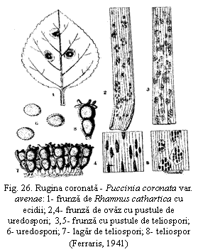 Text Box:  
Fig. 26. Rugina coronata - Puccinia coronata var. avenae: 1- frunza de Rhamnus cathartica cu ecidii; 2,4- frunza de ovaz cu pustule de uredospori;  3,5- frunza cu pustule de teliospori; 6- uredospori; 7- lagar de teliospori; 8- teliospor                              (Ferraris, 1941)

