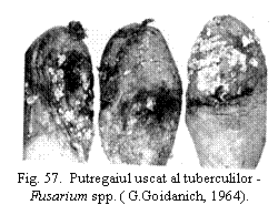 Text Box:  
Fig. 57.  Putregaiul uscat al tuberculilor - Fusarium spp. ( G.Goidanich, 1964).
