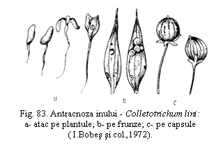 Text Box: 
Fig. 83. Antracnoza inului - Colletotrichum lini: a- atac pe plantule; b- pe frunze; c- pe capsule
( I.Bobes si col.,1972).

