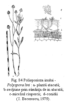 Text Box:  
Fig. 84 Polisporioza inului - Polyspora lini : a- planta atacata;       b-sectiune prin samanta de in atacata; c-miceliul ciupercii;  d-conidii 
( I. Becerescu, 1979).

