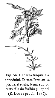 Text Box:  
Fig. 56. Uscarea timpurie a cartofului-Verticillium sp: a-planta atacata; b-miceliu cu verticile de fialide si  spori                                       (E. Docea si col., 1976).

