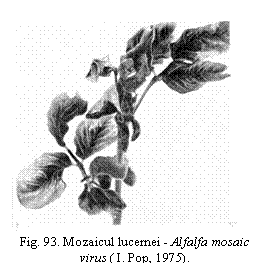 Text Box:  
Fig. 93. Mozaicul lucernei - Alfalfa mosaic virus ( I. Pop, 1975).

