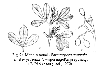 Text Box: 
Fig. 94. Mana lucernei - Peronospora aestivalis: a - atac pe frunze; b - sporangiofori si sporangi ( E. Radulescu si col., 1972).


