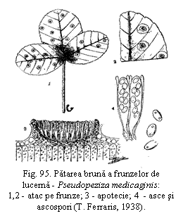 Text Box:  
Fig. 95. Patarea bruna a frunzelor de lucerna - Pseudopeziza medicaginis:           1,2 - atac pe frunze; 3 - apotecie; 4  - asce si ascospori (T. Ferraris, 1938).
