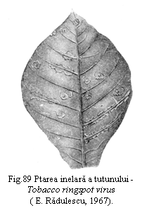 Text Box:  
Fig.89 Ptarea inelara a tutunului - Tobacco ringspot virus
( E. Radulescu, 1967).

