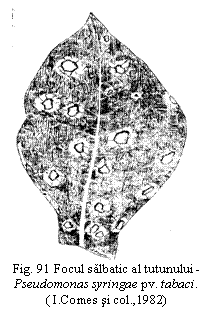 Text Box:  
Fig. 91 Focul salbatic al tutunului - Pseudomonas syringae pv. tabaci.
( I.Comes si col.,1982)
