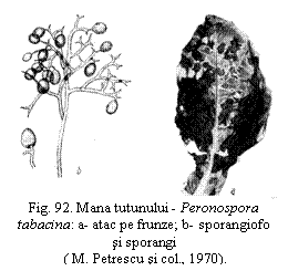 Text Box:  
Fig. 92. Mana tutunului - Peronospora tabacina: a- atac pe frunze; b- sporangiofo si sporangi 
 ( M. Petrescu si col., 1970).
