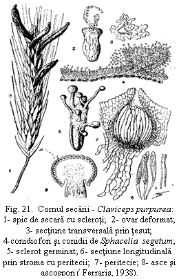 Text Box:  
Fig. 21.  Cornul secarii - Claviceps purpurea: 1- spic de secara cu scleroti;  2- ovar deformat; 3- sectiune transversala prin tesut;                    4-conidiofori si conidii de Sphacelia  segetum; 5- sclerot germinat; 6- sectiune longitudinala prin stroma cu peritecii;  7- peritecie; 8- asce si ascospori ( Ferraris, 1938).
