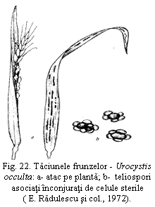 Text Box:  
Fig. 22. Taciunele frunzelor - Urocystis occulta: a- atac pe planta; b-  teliospori asociati inconjurati de celule sterile        ( E. Radulescu si col., 1972).

