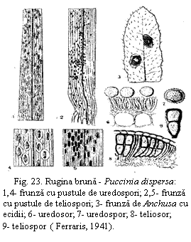 Text Box:  
Fig. 23. Rugina bruna - Puccinia dispersa:
1,4- frunza cu pustule de uredospori; 2,5- frunza cu pustule de teliospori; 3- frunza de Anchusa cu ecidii; 6- uredosor; 7- uredospor; 8- teliosor;        9- teliospor  ( Ferraris, 1941).
