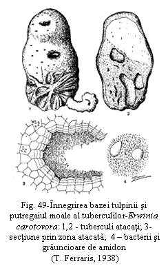 Text Box:  
Fig. 49-Innegrirea bazei tulpinii si putregaiul moale al tuberculilor-Erwinia carotovora: 1,2 - tuberculi atacati; 3- sectiune prin zona atacata;  4 - bacterii si grauncioare de amidon
 (T. Ferraris, 1938)

