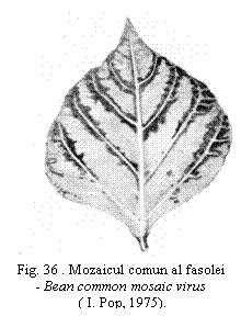 Text Box:  
Fig. 36 . Mozaicul comun al fasolei - Bean common mosaic virus 
 ( I. Pop, 1975).

