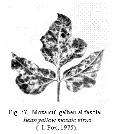 Text Box:  
Fig. 37 . Mozaicul galben al fasolei - Bean yellow mosaic virus
(  I. Pop, 1975).
.
