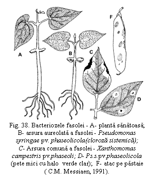 Text Box: 
Fig. 38. Bacteriozele fasolei - A- planta sanatoasa; B- arsura aureolata a fasolei - Pseudomonas syringae pv. phaseolicola(cloroza sistemica); C- Arsura comuna a fasolei - Xanthomomas campestris pv.phaseoli; D- Ps.s.pv.phaseolicola (pete mici cu halo verde clar); F- atac pe pastaie ( C.M. Messiaen, 1991).

