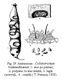 Text Box:  
Fig. 39. Antracnoza - Colletotrichum lindemuthianum: 1- atac pe pastaie;             2- portiune cu atac marita; 3- lagar (acervul);  4 - conidii ( T. Ferraris, 1938).

