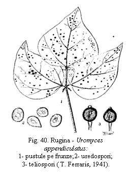 Text Box:  
Fig. 40. Rugina - Uromyces appendiculatus:
1- pustule pe frunze;2- uredospori;                3- teliospori ( T. Ferraris, 1941).

