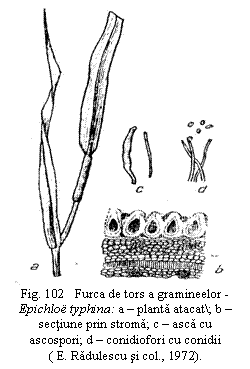 Text Box:  
Fig. 102   Furca de tors a gramineelor - Epichlo typhina: a - planta atacat; b - sectiune prin stroma; c - asca cu ascospori; d - conidiofori cu conidii  
( E. Radulescu si col., 1972).
