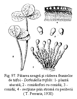 Text Box:  
Fig. 97. Patarea neagra si caderea frunzelor de trifoi - Dothidella trifolii: 1- planta atacata; 2 - conidiofori cu conidii; 3 - conidii; 4 - sectiune prin stroma cu peritecii ( T. Ferraris, 1938)



