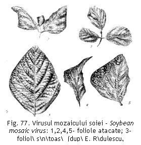 Text Box:  
Fig. 77. Virusul mozaicului soiei - Soybean mosaic virus: 1,2,4,5- foliole atacate; 3- foliol sntoas  (dup E. Rdulescu, 1966).

