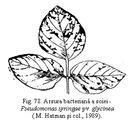 Text Box:  
Fig. 78. Arsura bacteriana a soiei - Pseudomonas syringae pv. glycinea 
( M. Hatman si col., 1989).

