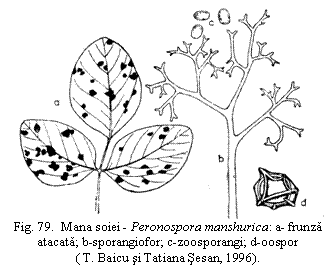 Text Box: 
Fig. 79. Mana soiei - Peronospora manshurica: a- frunza atacata; b-sporangiofor; c-zoosporangi; d-oospor ( T. Baicu si Tatiana Sesan, 1996).

