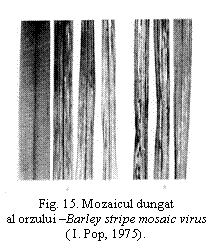 Text Box:  
Fig. 15. Mozaicul dungat
al orzului -Barley stripe mosaic virus ( I. Pop, 1975).

