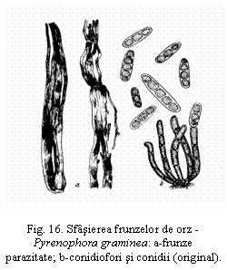 Text Box:  

Fig. 16. Sfasierea frunzelor de orz -
Pyrenophora graminea: a-frunze
parazitate; b-conidiofori si conidii (original).
		

