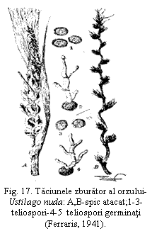 Text Box:  
Fig. 17. Taciunele zburator al orzului-Ustilago nuda: A,B-spic atacat;1-3-teliospori-4-5  teliospori germinati
(Ferraris, 1941).
