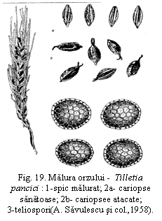 Text Box:  
Fig. 19. Malura orzului -  Tilletia
pancici : 1-spic malurat; 2a- cariopse sanatoase; 2b- cariopsee atacate;              3-teliospori(A. Savulescu si col.,1958).


