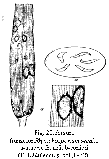 Text Box:  
Fig. 20. Arsura frunzelor:Rhynchosporium secalis
a-atac pe frunza; b-conidii                              (E. Radulescu si col.,1972).

