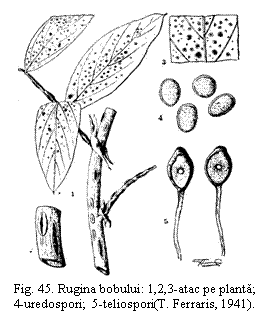 Text Box:  
Fig. 45. Rugina bobului: 1,2,3-atac pe planta; 4-uredospori;  5-teliospori(T. Ferraris, 1941).

