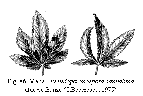 Text Box:  
Fig. 86. Mana - Pseudoperonospora cannabina:
atac pe frunze ( I.Becerescu, 1979).
