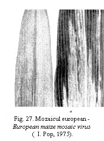 Text Box:  
Fig. 27. Mozaicul european - European maize mosaic virus
 (  I. Pop, 1975).
