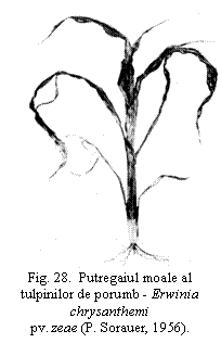 Text Box:  
Fig. 28.  Putregaiul moale al tulpinilor de porumb - Erwinia chrysanthemi
pv. zeae (P. Sorauer, 1956).

