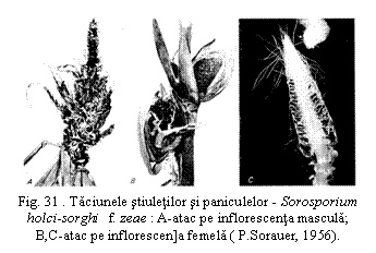 Text Box: 
Fig. 31 . Taciunele stiuletilor si paniculelor - Sorosporium holci-sorghi f. zeae : A-atac pe inflorescenta mascula; B,C-atac pe inflorescen]a femela ( P.Sorauer, 1956).

