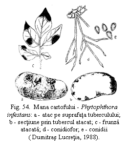 Text Box:  
Fig. 54.  Mana cartofului - Phytophthora infestans: a - atac pe suprafata tuberculului;   b - sectiune prin tubercul atacat; c - frunza atacata; d - conidiofor; e - conidii
( Dumitras Lucretia, 1988).

