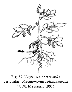 Text Box:  
Fig. 52. Vestejirea bacteriana a cartofului - Pseudomonas solanacearum ( C.M. Messiaen, 1991).
