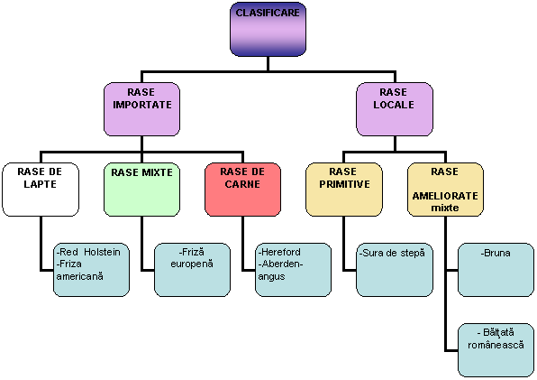 Organization Chart