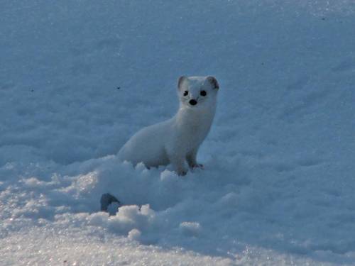 Least Weasel | Mustela nivalis photo