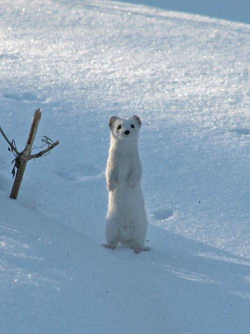 Least Weasel | Mustela nivalis photo