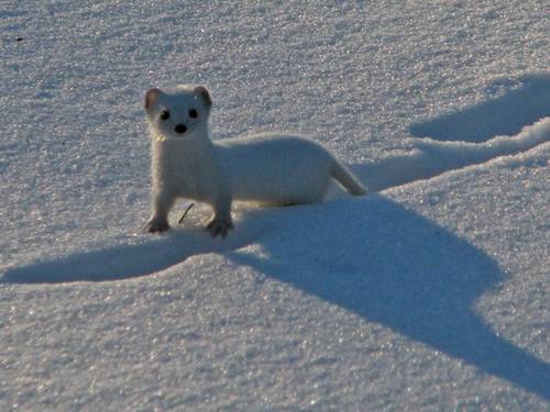 Least Weasel | Mustela nivalis photo