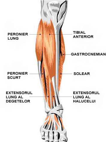 Musculatura gamba vedere fata