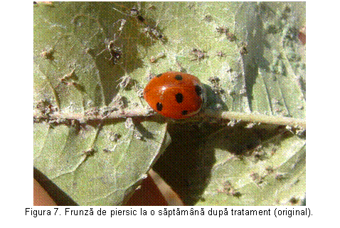 Text Box: 
Figura 7. Frunza de piersic la o saptamana dupa tratament (original).
