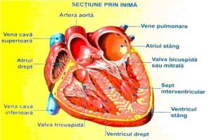 Anatomia Si Fiziologia Aparatului Cardiovascular