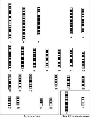 Caryotype.gif