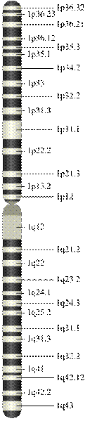 Fisier:Chromosome 1.svg