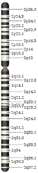 Fisier:Chromosome 2.svg